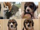 je donne chiot beagle disponible 