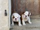je donne chiot bulldog anglais disponible 
