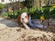 &agrave; adopter chiot bulldog anglais disponible 