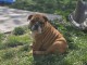 chiot bulldog anglais a donner 