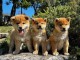 chiot Shiba inu a donner femelle et m&acirc;le disponible 