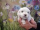 chiot bichon fris&eacute; a donner 