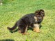 chiot berger allemand disponible pour adoption 