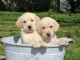 chiot labrador retriever pour adopter 