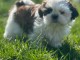 chiot shih tzu a donner 