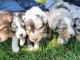 annonce des chiots berger australien disponible 