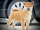 Shiba Inu chiots &agrave; vendre