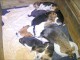 chiot beagle disponible pour adoption 