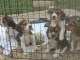 chiot beagle disponible pour adoption 