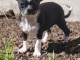 chiot chihuahua femelle a donner 