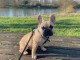 chiot bulldog fran&ccedil;ais m&acirc;le &agrave; donner 