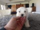 chiot bichon maltais m&acirc;le a donner 