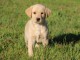 chiot labrador disponible pour adoption 
