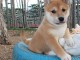 chiot Shiba inu a donner 