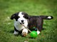 Chiots Welsh Corgi Cardigan &agrave; vendre 