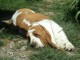 Chiots Basset Hound a donner 