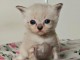 chaton ragdoll femelle a donner 