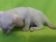b&eacute;b&eacute; chaton siamois LOOF m&acirc;le a donner 