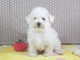 Adorable chiot bichon fris&eacute; a donner femelle 