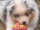 Magnifique chiot berger australien disponible 