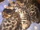 Adorable chaton Bengal disponible 