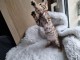&Agrave; adopter chaton Bengal femelle 