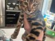 Je donne chaton Bengal m&acirc;le 