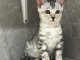Sublime chaton Bengal disponible 