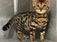 Bengal femelle disponible 