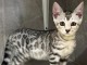 B&eacute;b&eacute; chaton Bengal disponible 