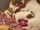 Magnifique chiots jacks Russell 