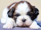 chiot shih tzu a donner femelle 