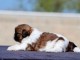 chiot Shih Tzu a m&acirc;le a donner 