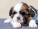 chiot Shih Tzu a donner m&acirc;le 