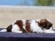 b&eacute;b&eacute; chiot Shih Tzu femelle disponible 