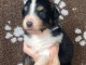 chiot berger australien disponible 
