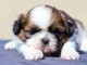 chiot Shih Tzu femelle et m&acirc;le disponible 