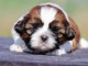 chiot Shih Tzu disponible pour adoption 