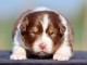 chiot berger australien disponible 