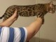 adoption chatons Bengal disponible 