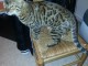 chaton Bengal pour adoption 