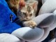 b&eacute;b&eacute; chaton Bengal pour adoption 