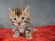 chaton Bengal pour adoption 