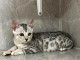 chaton Bengal pour adoption 