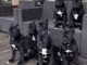 Chiots de race cane corso 