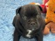 staffy a donner femelle disponible 