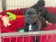 annonce chiot staffie disponible 