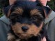 chiot York disponible &agrave; adopter 