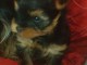 je donne chiot York m&acirc;le disponible 