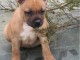 chiot staffie &agrave; adopter 